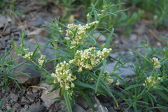 Vincetoxicum sibiricum