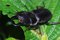 Serrognathus titanus okinawanus