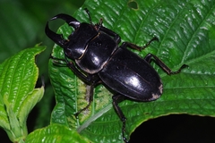 Serrognathus titanus okinawanus