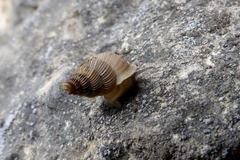 Cochlostoma