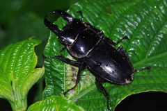 Serrognathus titanus okinawanus