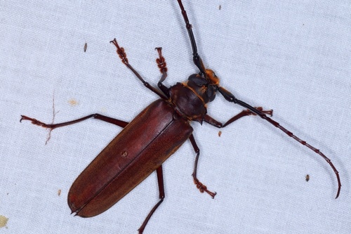 How to identify Orthomegas cinnamomeus (Linnaeus, 1758)