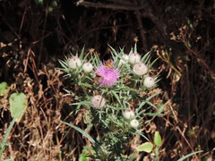 Cirsium tenoreanum