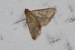 Orthopygia repetita