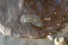 Acotylea