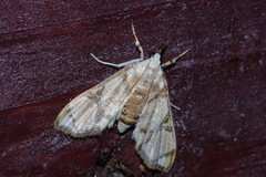 Cirrhochrista kosemponialis