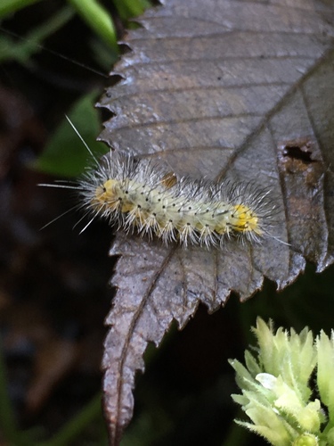 Scarlet-bodied Wasp Moth