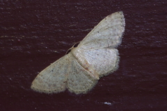 Idaea sakuraii