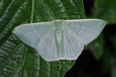 Thalassodes intaminata