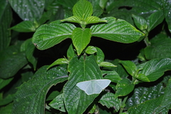 Thalassodes intaminata