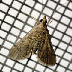 Piletocera macroperalis