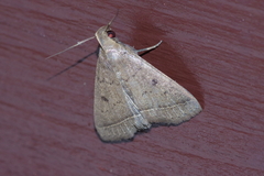 Simplicia discosticta
