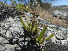 Ruschia diversifolia