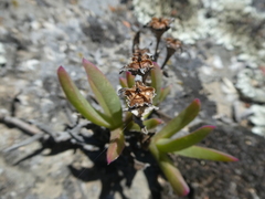 Ruschia diversifolia