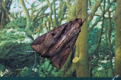 Ercheia dubia