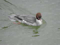Mergus merganser