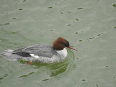 Mergus merganser