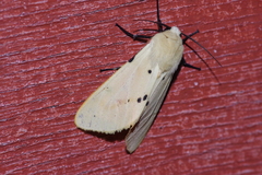 Spilarctia seriatopunctata