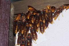Polistes formosanus