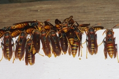 Polistes formosanus
