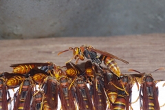 Polistes formosanus