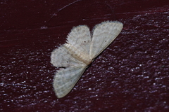 Idaea neovalida