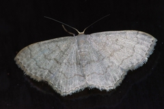 Scopula plumbearia