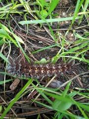 Ormiscodes cinnamomea