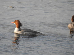 Mergus merganser