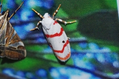 Cyana unipunctata