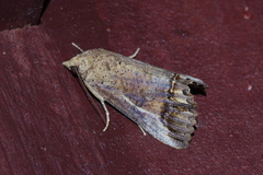 Hypocala biarcuata