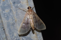 Herpetogramma yaeyamense