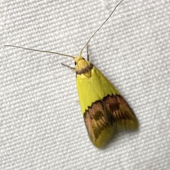 Hemibela oxyptera