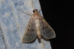 Herpetogramma yaeyamense