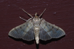 Herpetogramma yaeyamense
