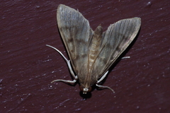 Herpetogramma yaeyamense