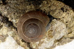 Zonitidae