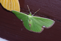 Comibaena procumbaria