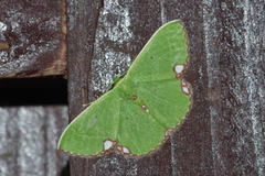 Comibaena procumbaria