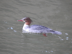 Mergus merganser