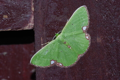 Comibaena procumbaria