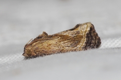 Cryptophlebia repletana