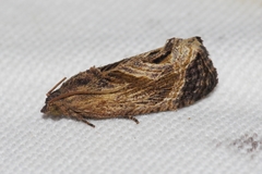 Cryptophlebia repletana