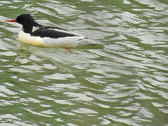 Mergus squamatus