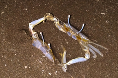 Macrophthalmus