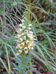 Digitalis ferruginea