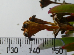 Ruschia diversifolia