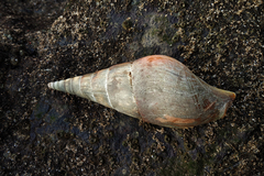Tibia