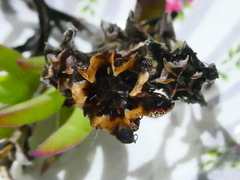 Ruschia diversifolia