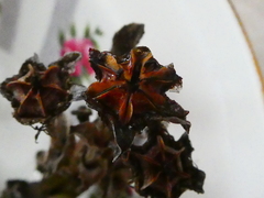 Ruschia diversifolia